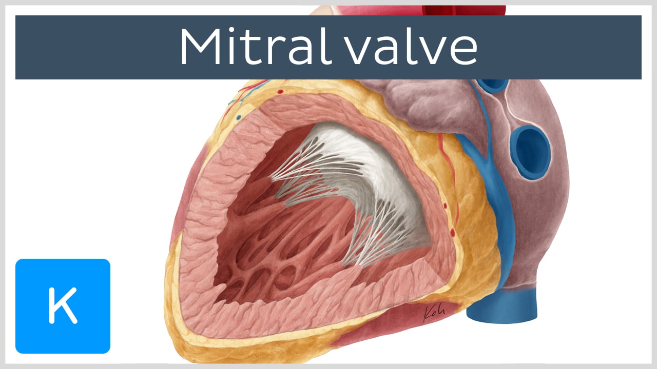 papillary muscle blood supply