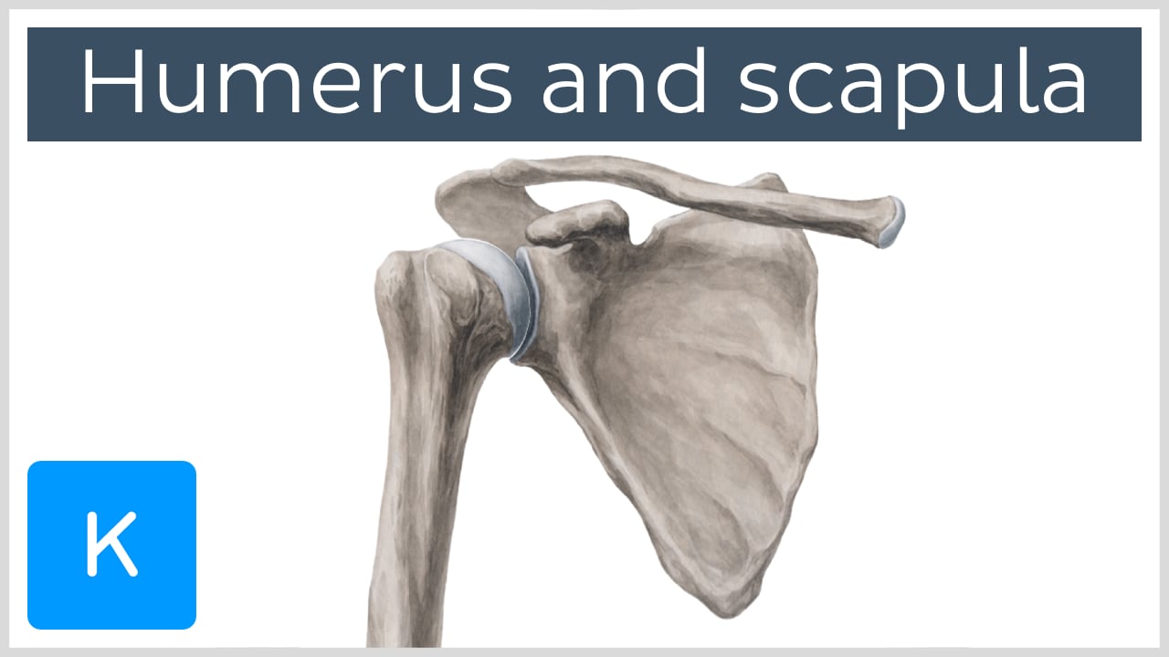 labeled scapula bone