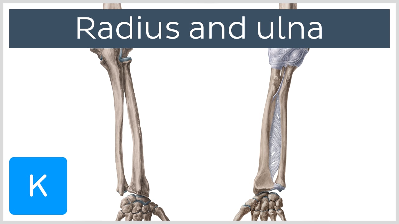 proximal radioulnar joint ligaments