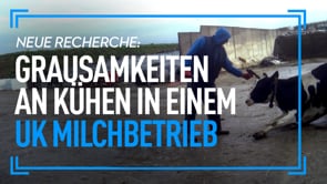 RECHERCHE: Grausamkeiten an Rindern in einem UK Milchbetrieb