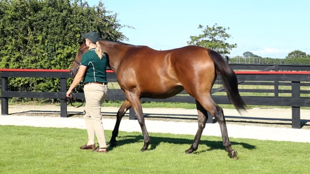 Lot 410
