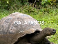 Galapagos - Ecuador - Where to Stay, See, Eat + Drink