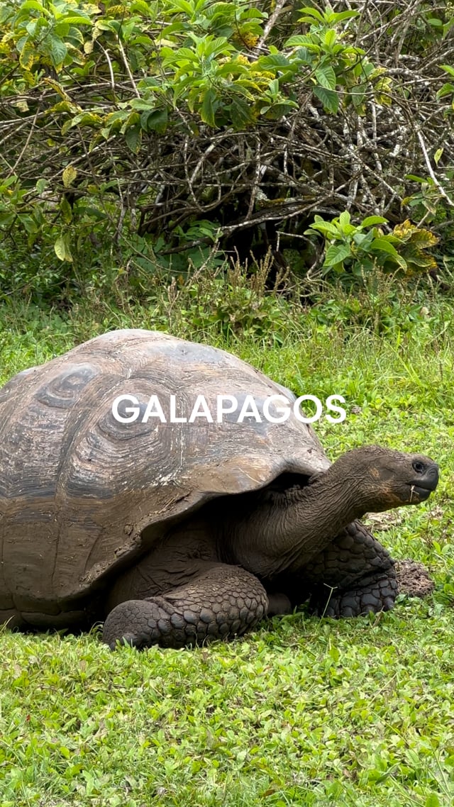 Galapagos - -Where to Stay Eat Drink * Destination Zoomer