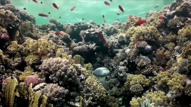 L’Impact des changements climatiques sur la pêche - Vidéo ePOP