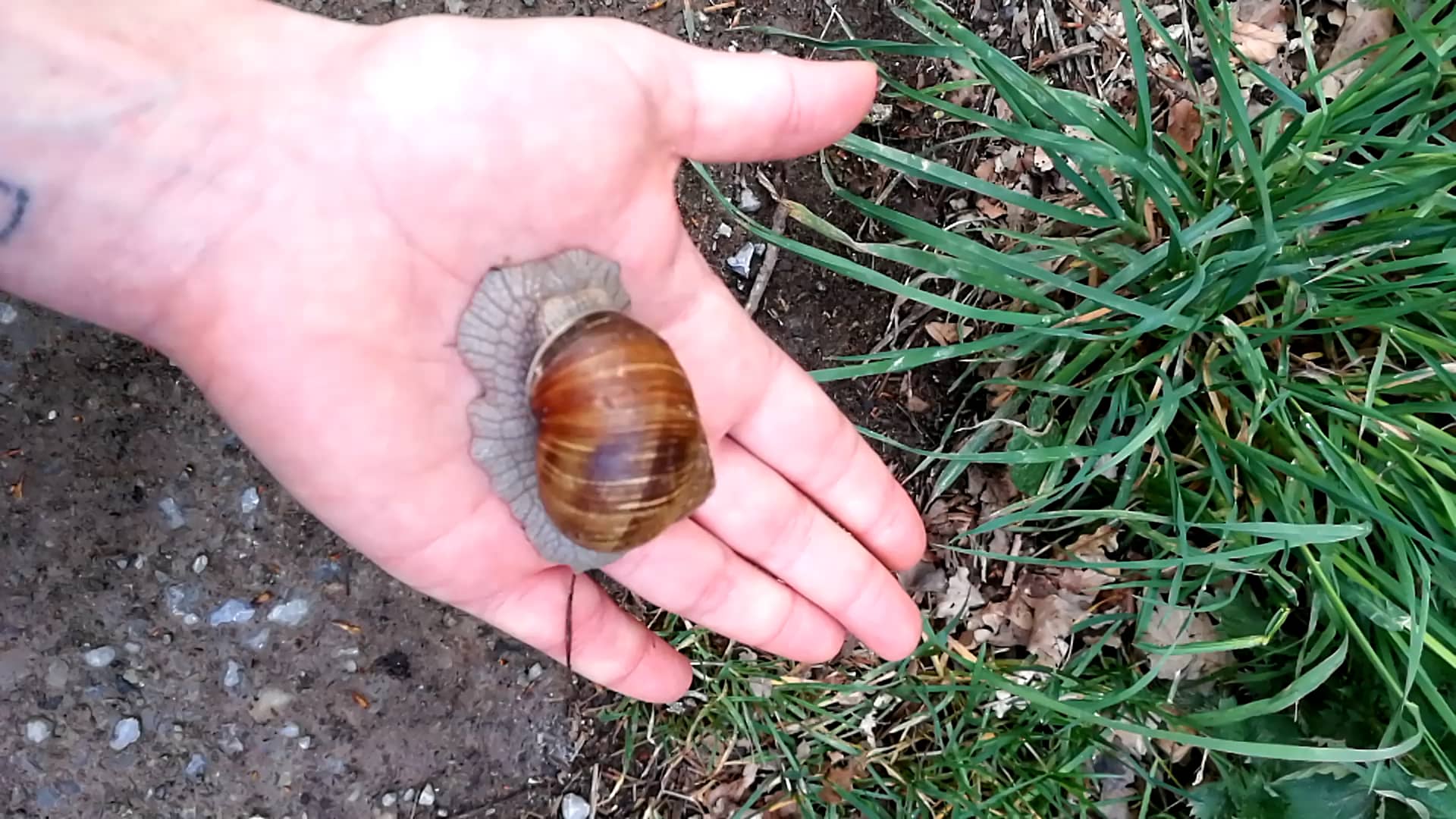 i had a long intense phobia of snails and slugs on Vimeo