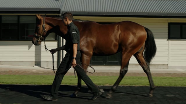 Lot 197