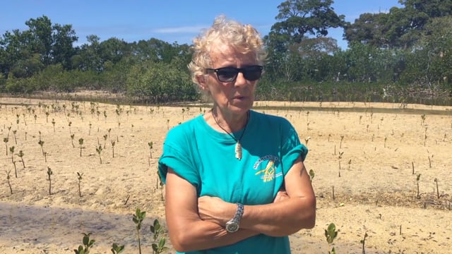 Restauration de la mangrove - Vidéo ePOP