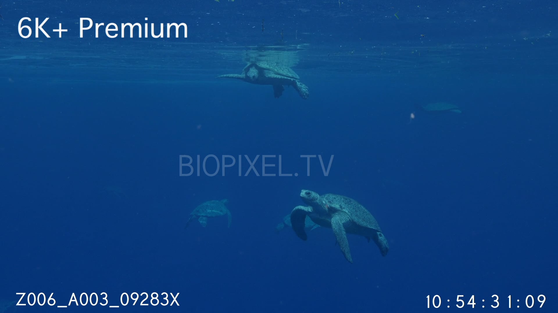4K Green Sea Turtles Underwater - Green sea turtles in large numbers ...