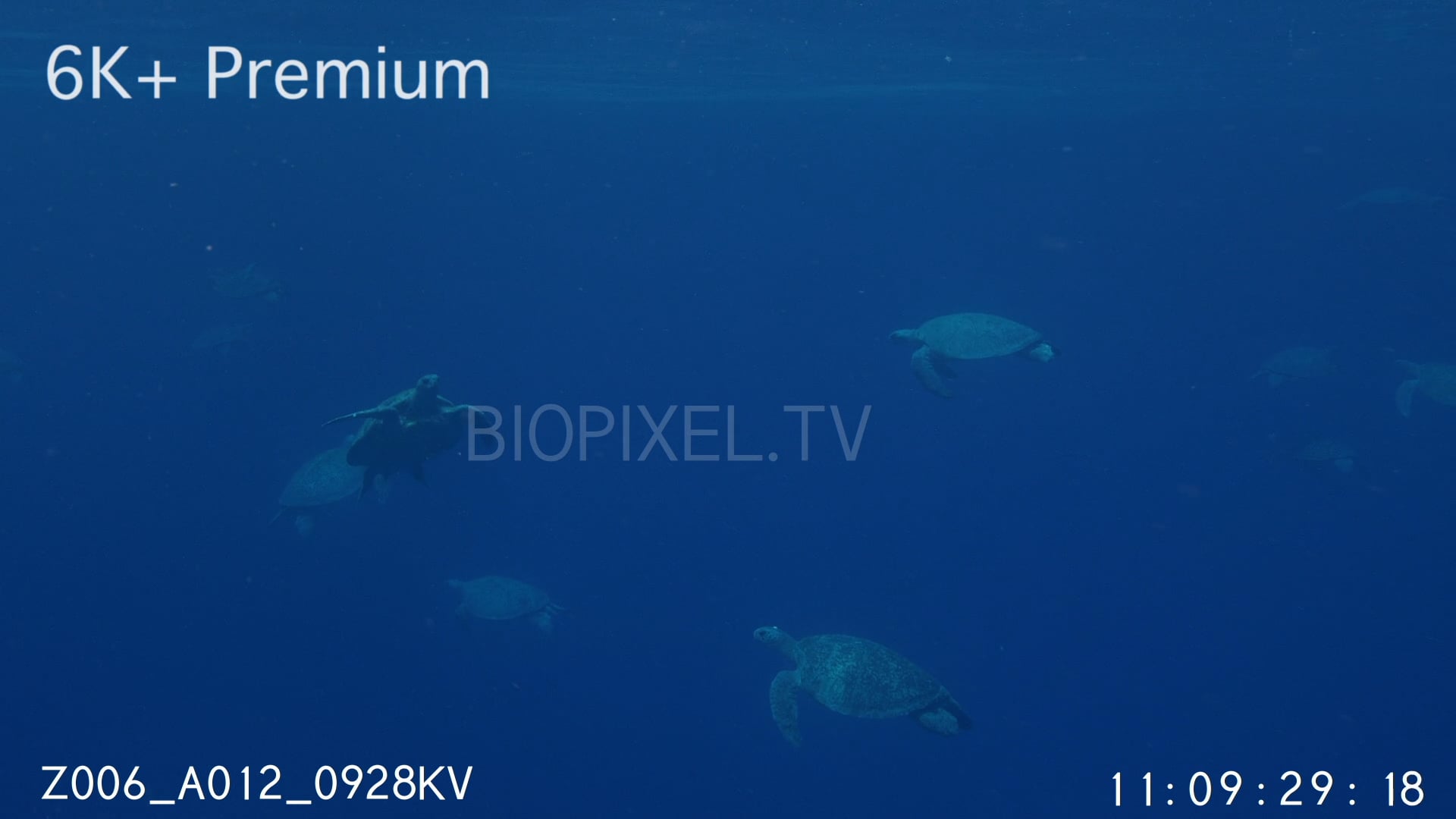 4K Green Sea Turtles Underwater - Green sea turtles in large numbers ...