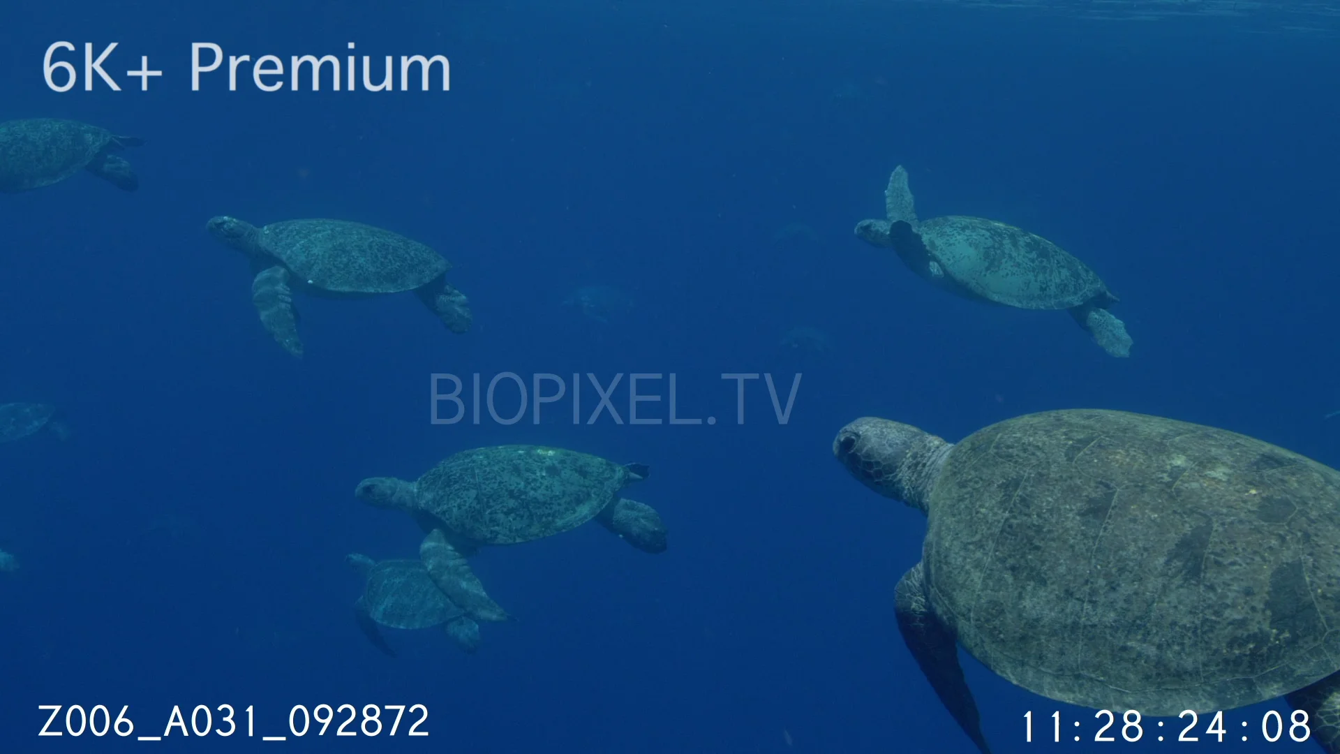 4K Sea Turtles - Green sea turtles in large numbers underwater 6K+ 5 ...