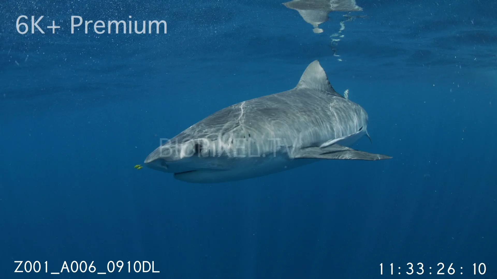 4K Raine Island Tiger shark swimming in open ocean 6K+.mov on Vimeo