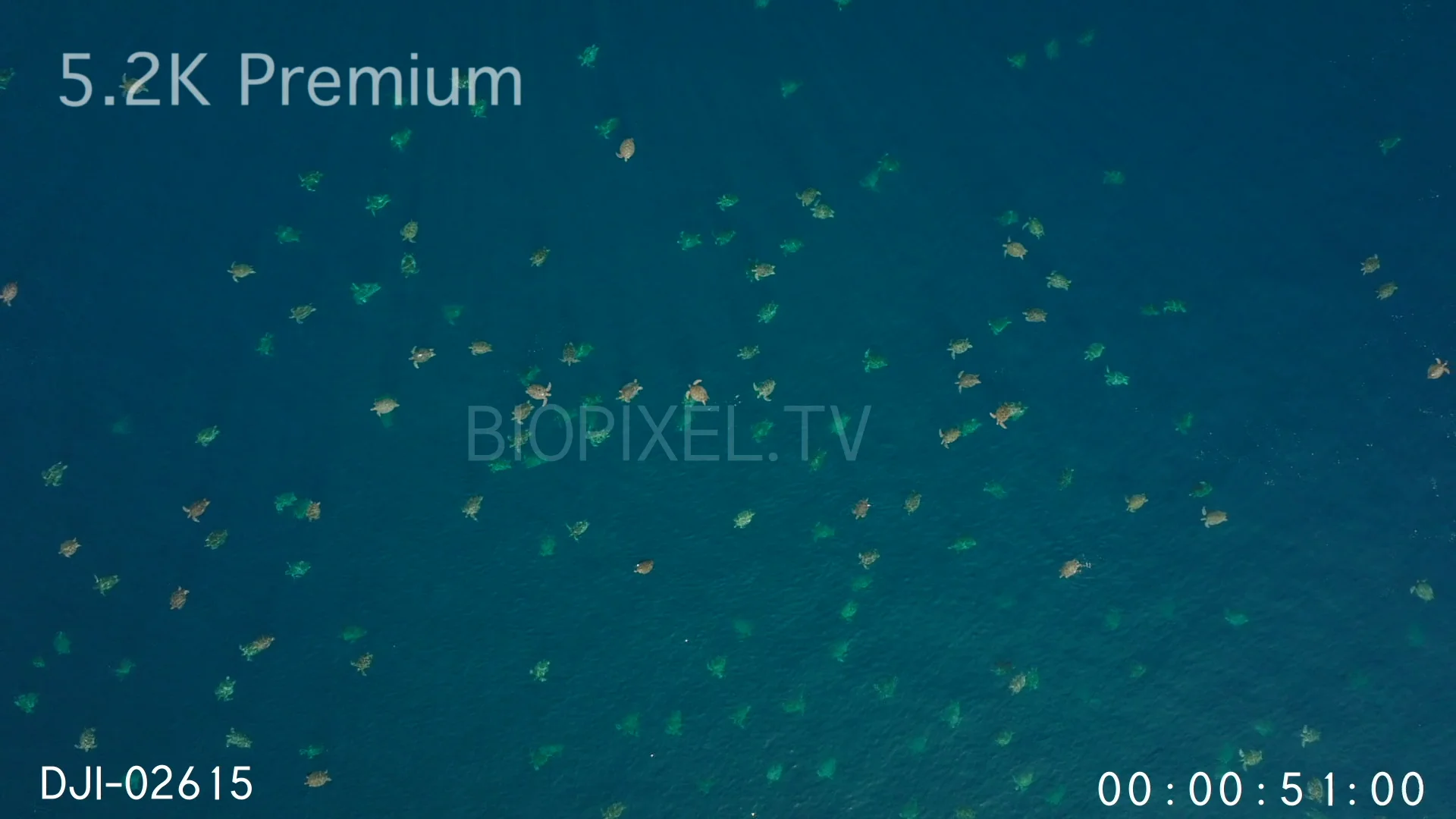 4K Sea Turtles Aerial Green sea turtles mass numbers in water at