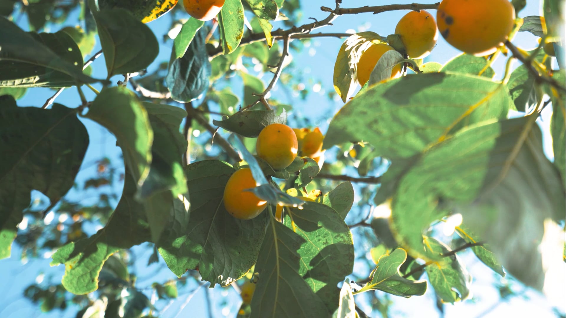 [commercial] - RKfruit&tea