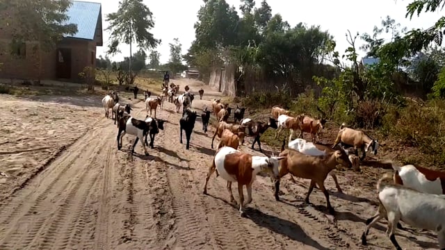 Nos activités sont par terre - Vidéo ePOP