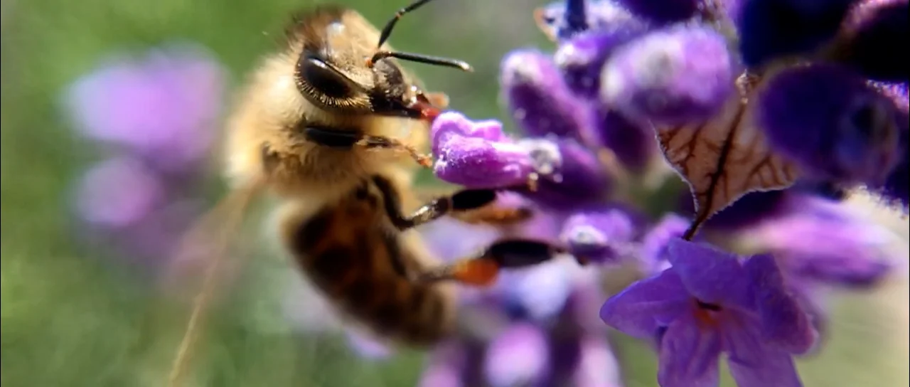 Bees in the Garden on Vimeo