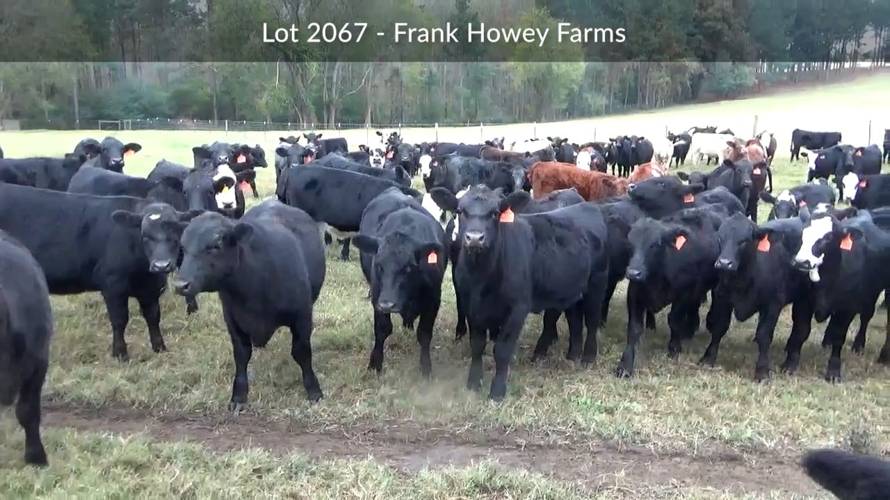 2067-frank Howey.mp4 On Vimeo