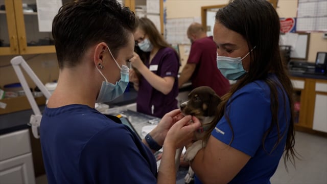 VCA Western Massachusetts Recruitment