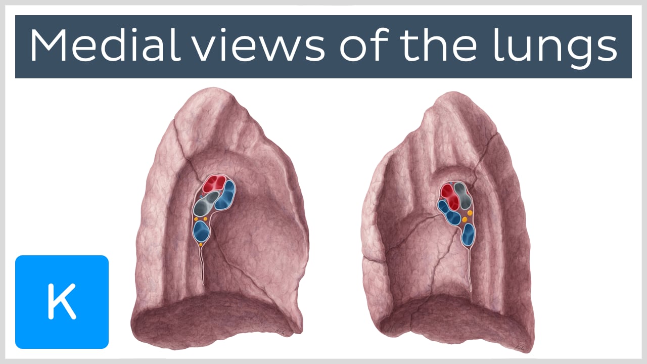 Hilum Of Lung