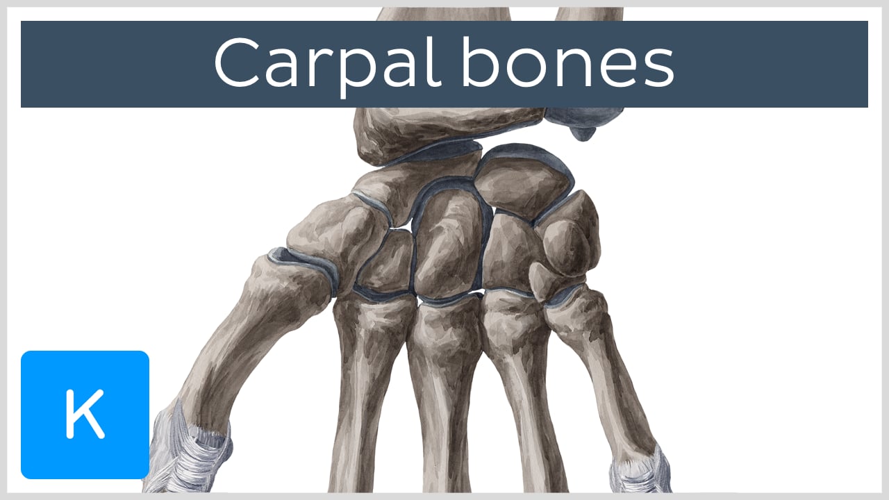 tarsal bone hand