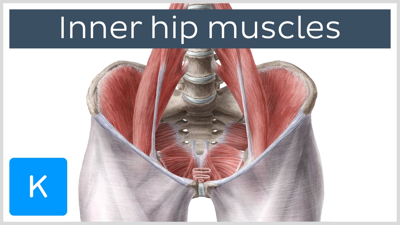 Hip and thigh muscles: Anatomy and functions | Kenhub