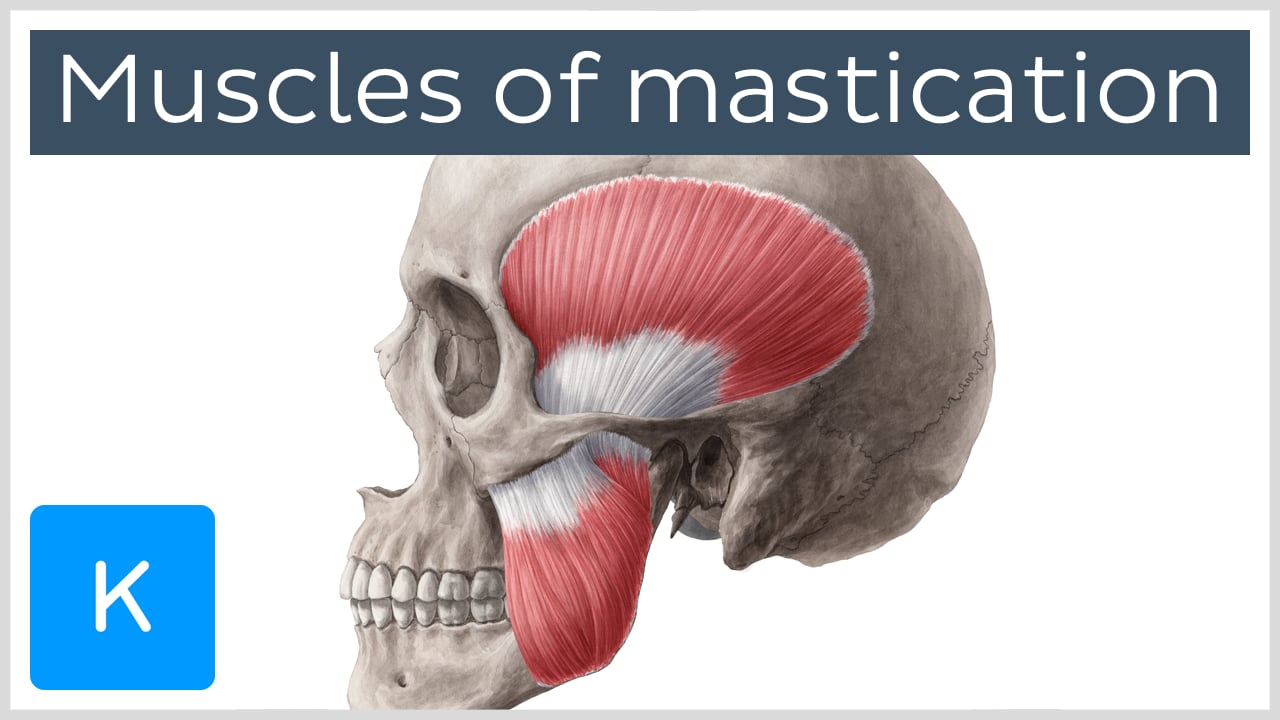 human skull anatomy with muscles