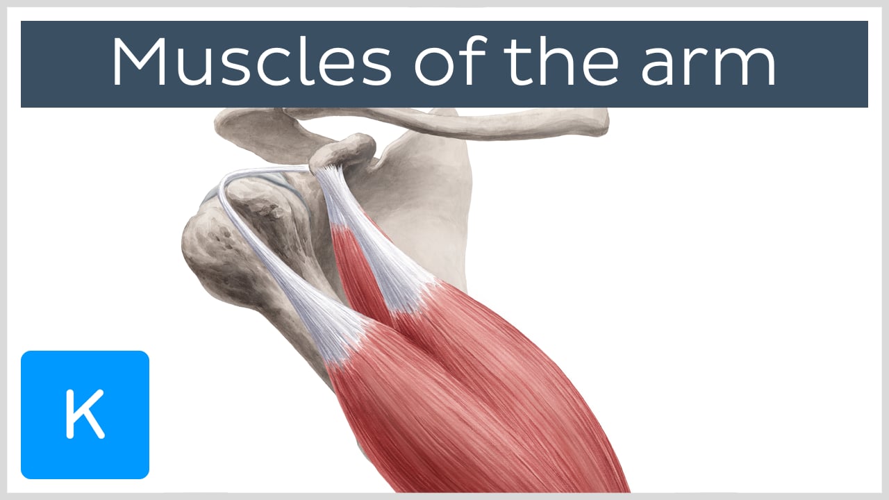 elbow joint muscles