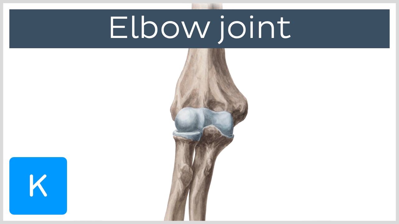 elbow anatomy