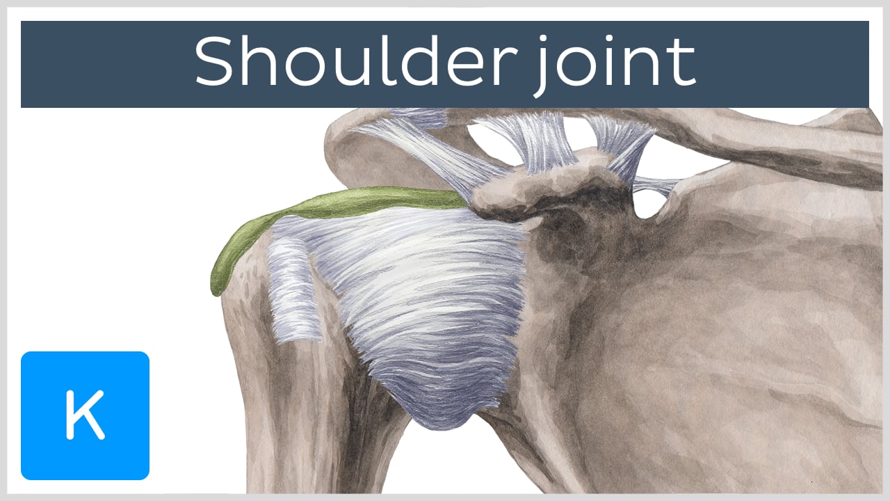 Glenohumeral (Shoulder) joint: Bones, movements, muscles | Kenhub