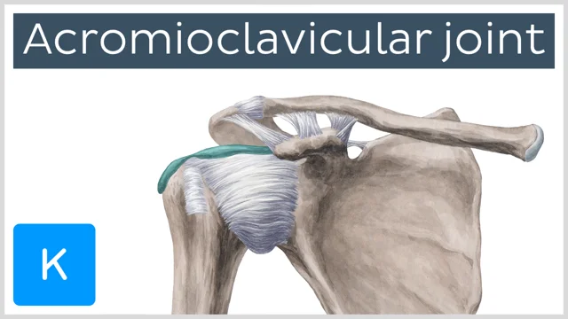 acromioclavicular joint palpation