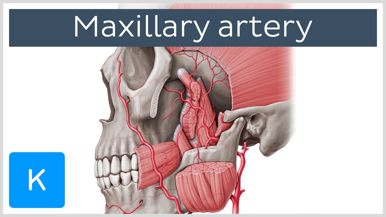 External Carotid Artery Encyclopedia Learn Anatomy 3D Models, Articles, And Quizzes atelier