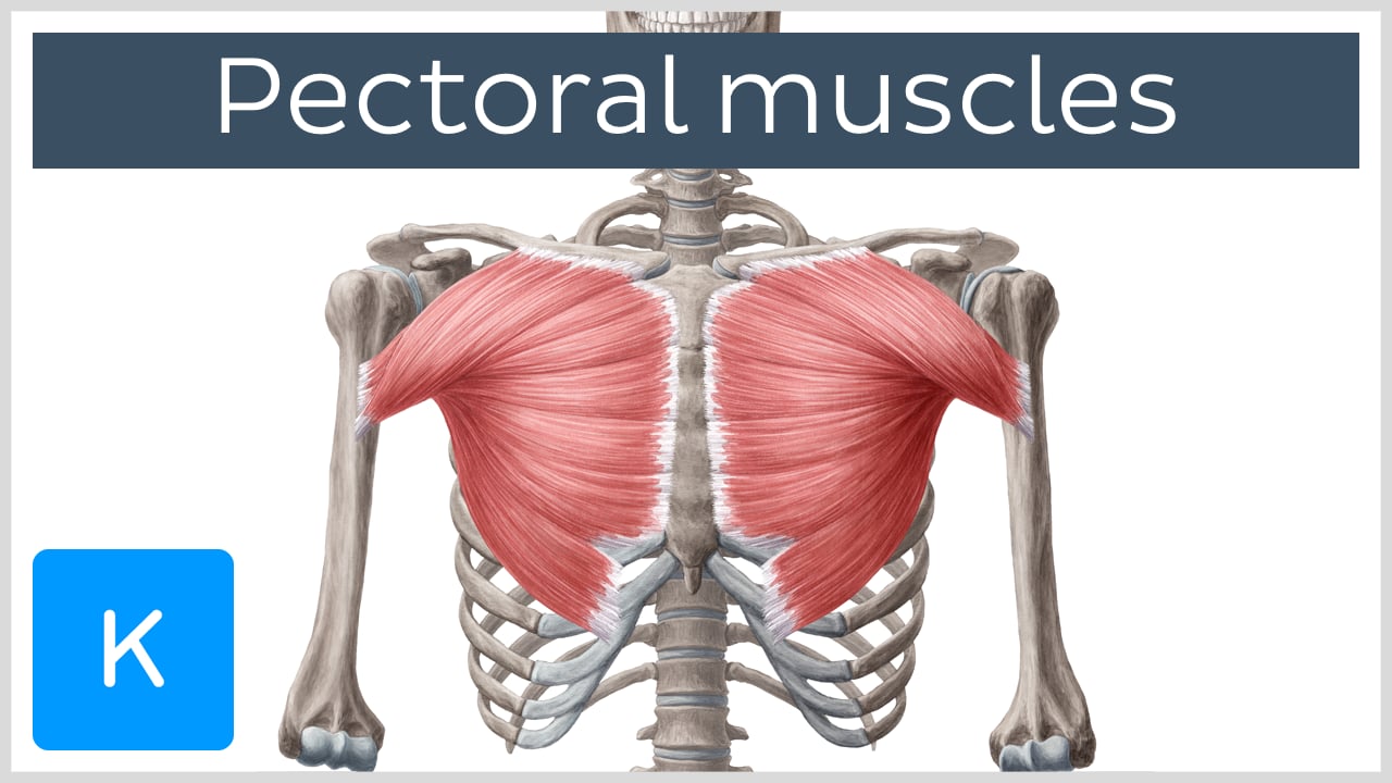 Pectoralis Major Muscle Origin And Insertion