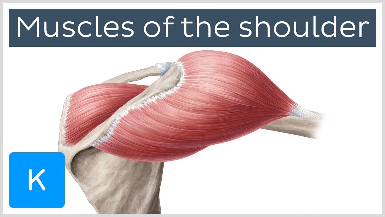 shoulder joint muscles anatomy