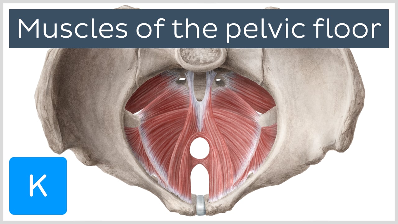 anatomy of pelvic floor muscles