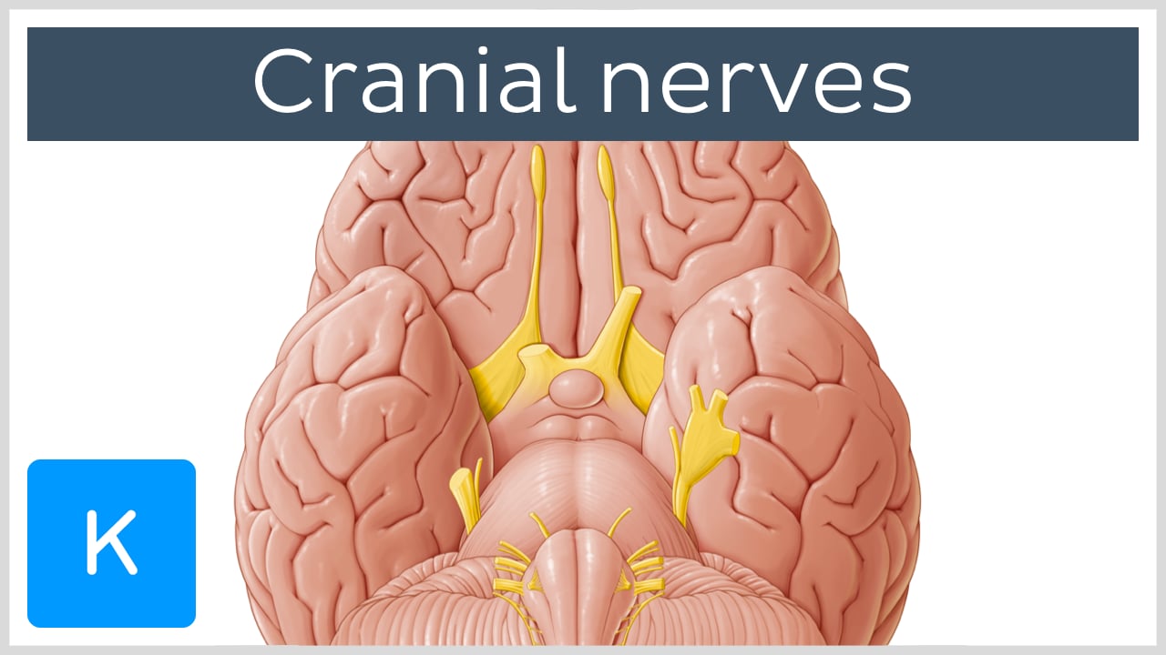 brain model labeled cranial nerves