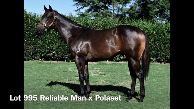 Lot 995