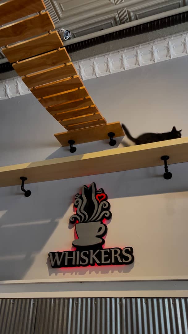 Whiskers cat cafe Kansas City on Vimeo