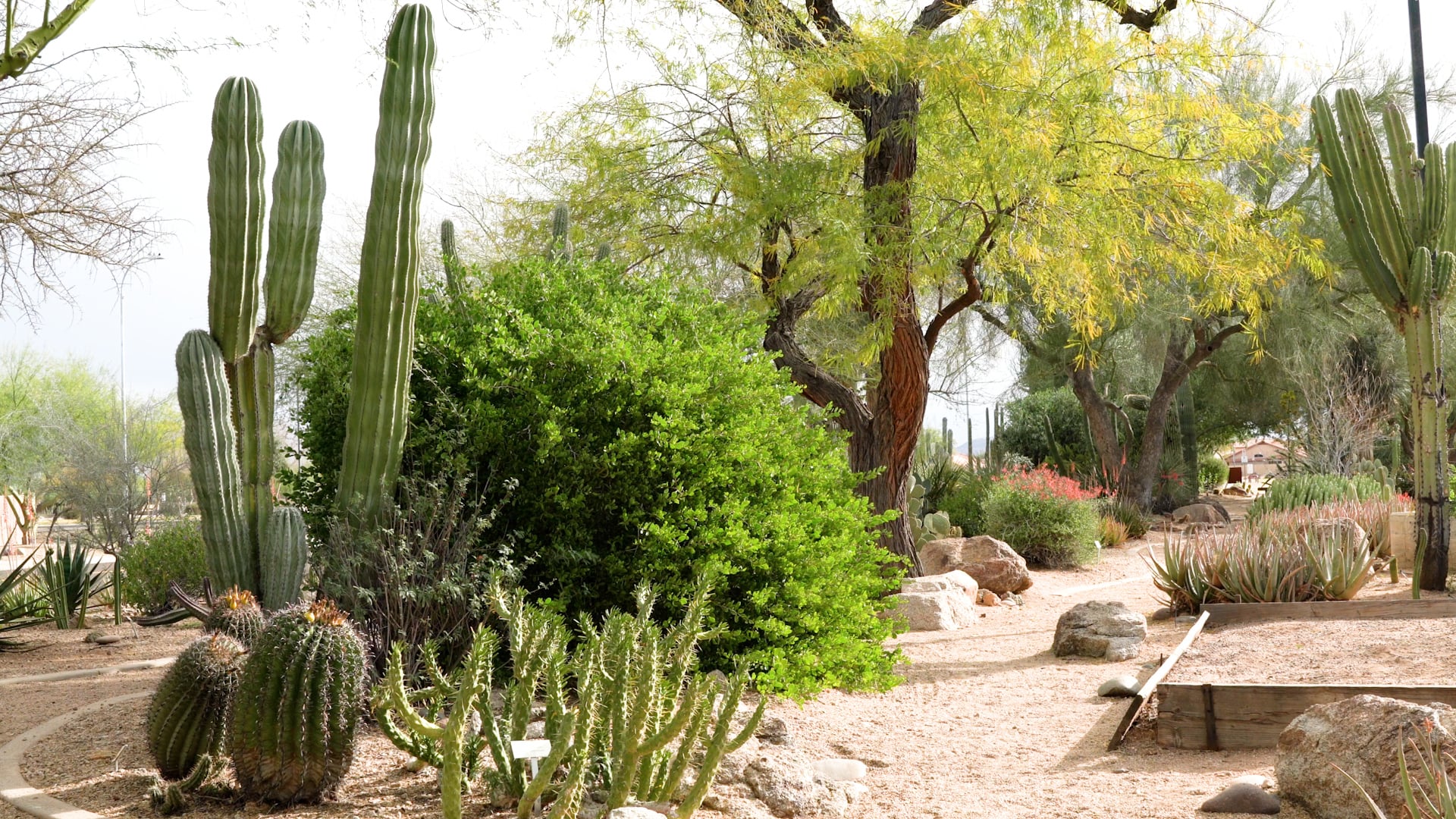 Glendale Xeriscape Demonstration Garden On Vimeo 6940