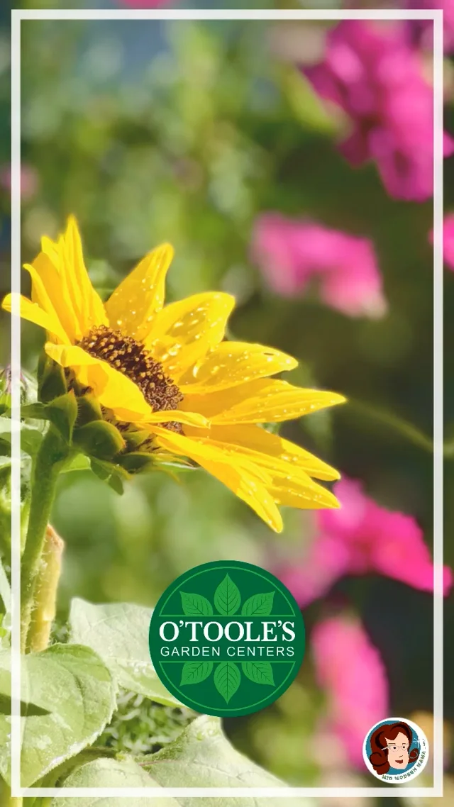 Thriller, Filler, Spiller! - O'Toole's Garden Centers