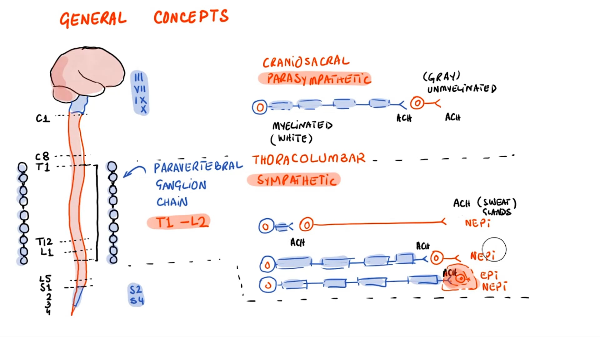 Autonomic Nervous System (Lecture 1)