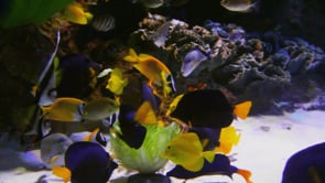 aquarium, fish, sea