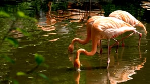 flamingo, water bird, bird