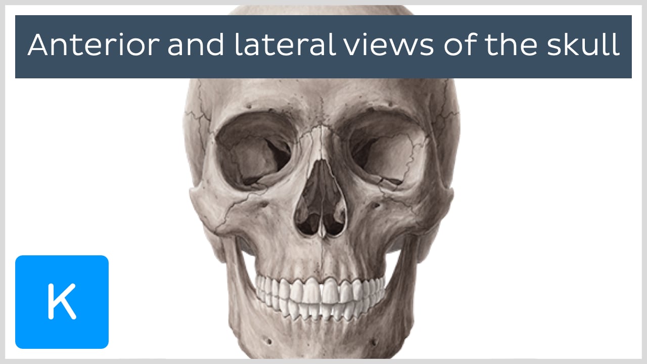 infratemporal fossa