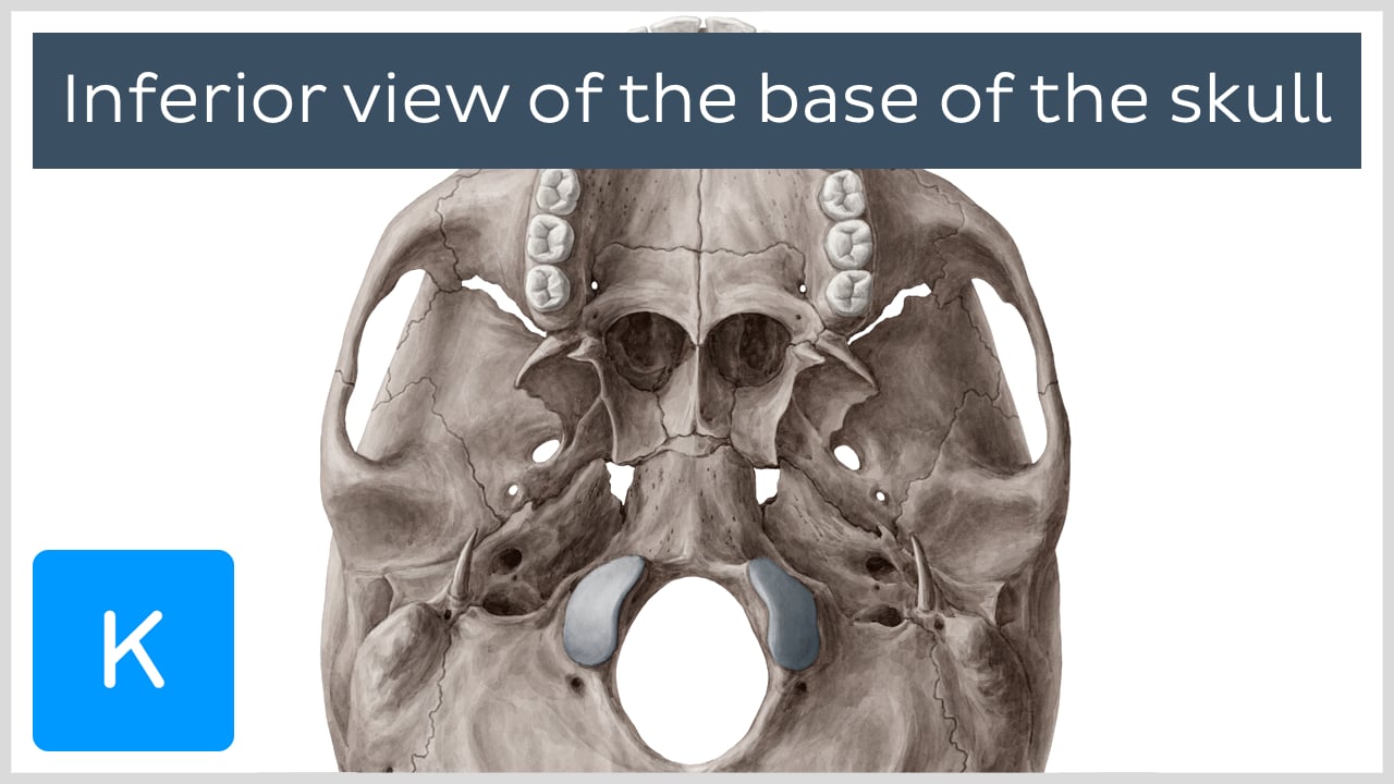 sphenoid bone inferior view