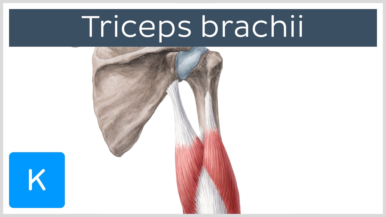 Lateral Head Of Triceps Brachii AnatomyZone vlr.eng.br