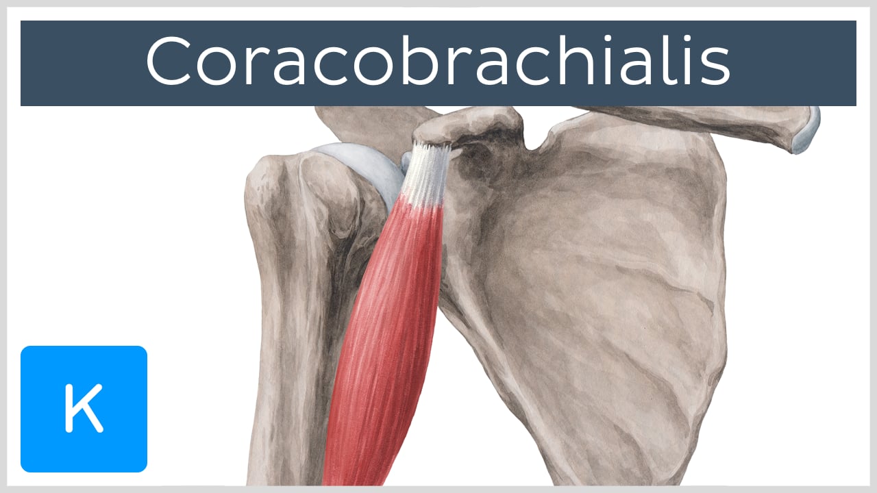 coracobrachialis and brachialis