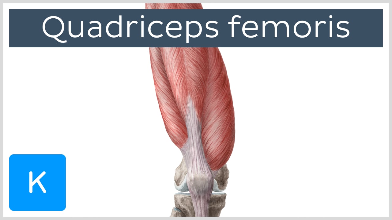 quadriceps reflex