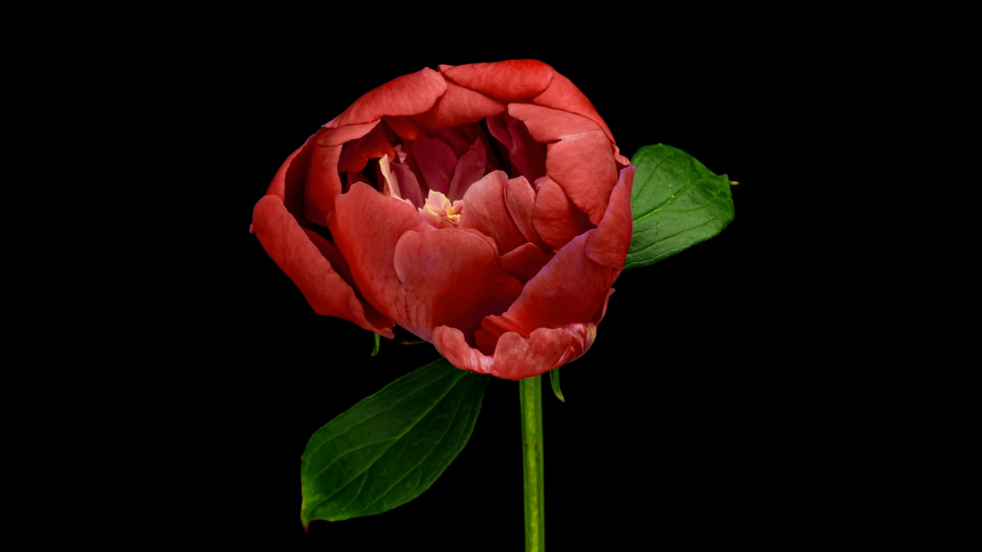 Barb Sherin New Art  "Love Letters"
 promo video