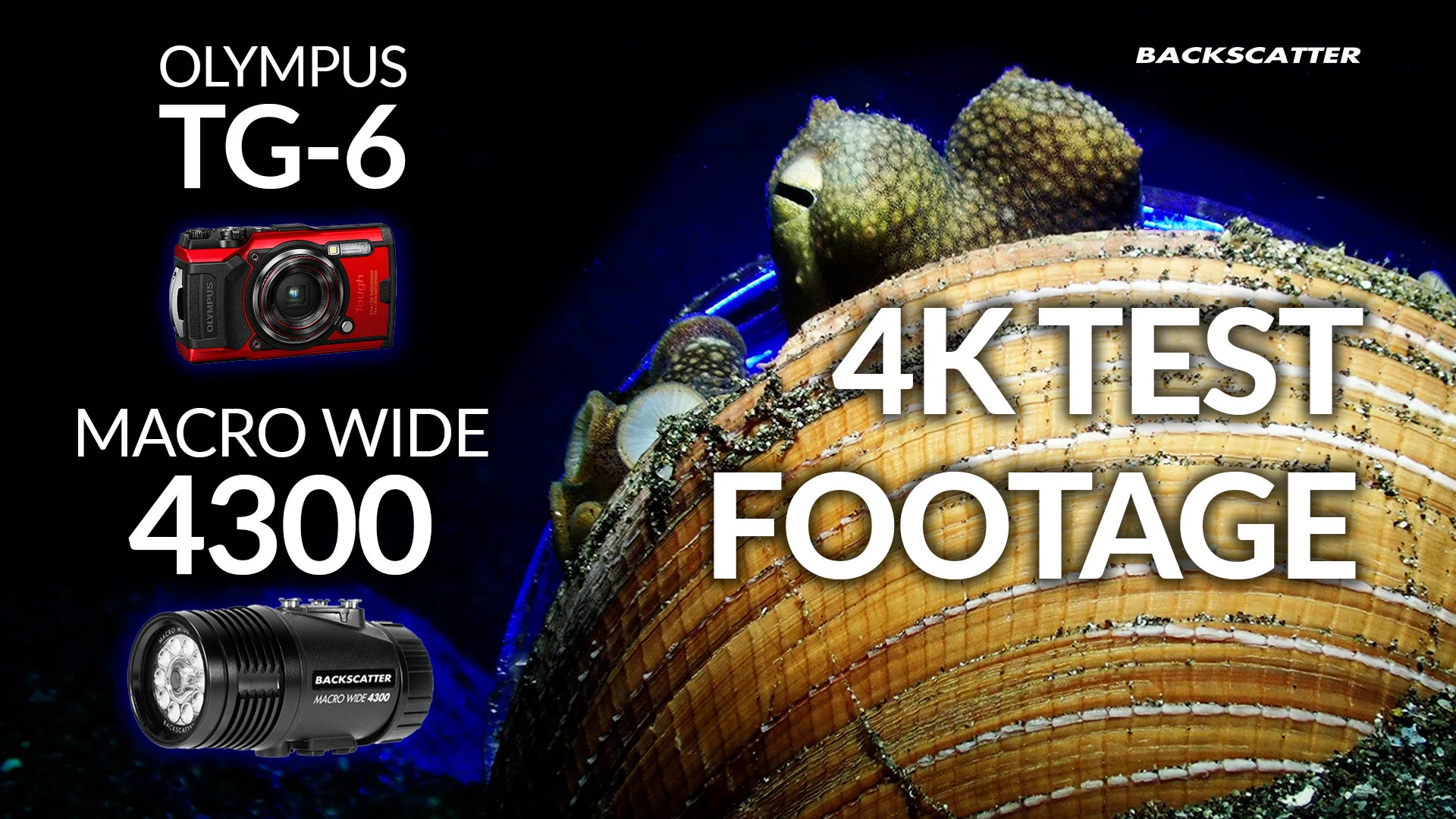 Olympus TG-6 Underwater Camera Review - Underwater Olympus TG-6 Underwater Camera Review - Underwater