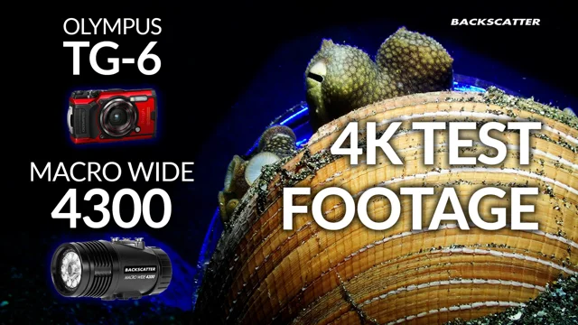 Olympus TG-6 & Macro Wide 4300 Video Light | 4K Underwater Demo Video