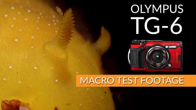 Olympus TG-6 | First Dive Underwater Macro Test Footage
